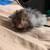 Male Syrian long haired hamster 5 thumbnail