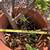 Large Jade Plant in Terra-Cotta Pot 3 thumbnail