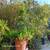Timber Bamboo old hamii 2 thumbnail