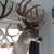 5 WHITETAIL DEER SHOULDER MOUNTS 3 thumbnail