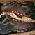 Danner steel toe work boots size 12 1 thumbnail