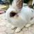 Netherland Dwarf bunny mix Jersey Woolly doe 3 months old 1 thumbnail