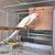 Rosellas & Ringnecks 24 thumbnail