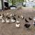 Ducks 2 thumbnail