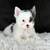 2 blue eyed yorkie puppy 2 thumbnail