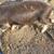 5 Kune kune piglets 1 thumbnail