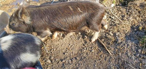 5 Kune kune piglets 1