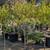 Patio Tree 1 thumbnail