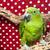 Yellow Naped Amazon Parrot 1 thumbnail
