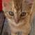 Free Kittens 3 thumbnail
