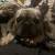 Frenchtons 4 thumbnail