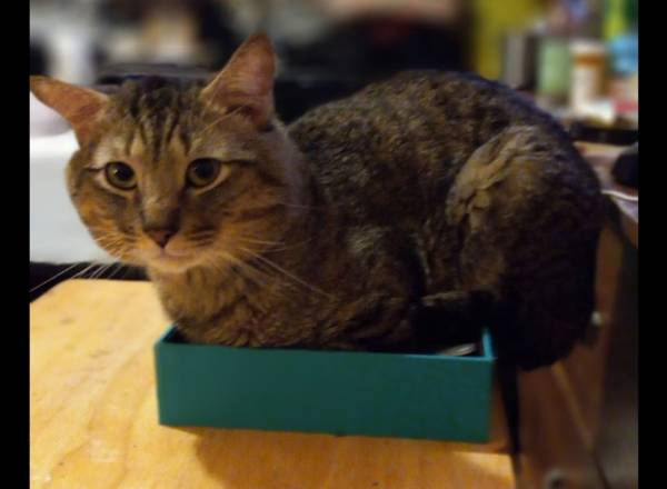 5 year old tabby male cat needs a home(Rehoming) (Brooklyn, crown heights area)