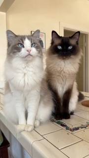 Two Ragdoll Cats Seeking Female Roommate for SPACIOUS Ktown Apt! 1