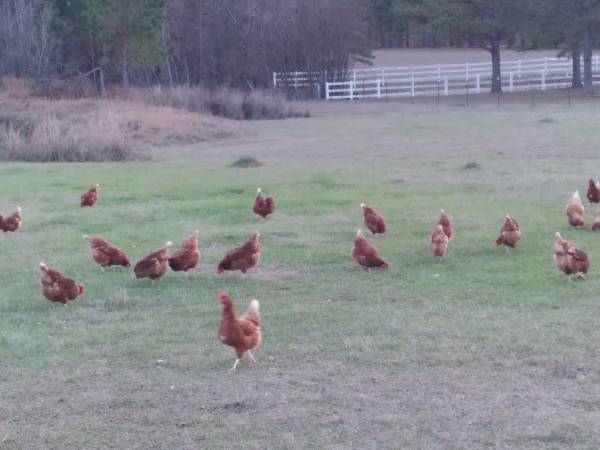 ISA hens starting to lay 1