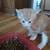 Kittens and cats 3 thumbnail