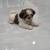 Shih Tzu 9 thumbnail