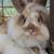 Lionhead Angora baby bunny 1 thumbnail