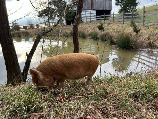 Kunekune Piglets Registered Parents FEMALE 1