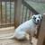 Boxer/foxhound mix 4 thumbnail