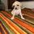 adorable mix pups 3 thumbnail