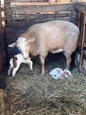 2026 Lambs 1