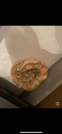 Ball pythons63860185474177120