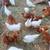 Laying pullets, chickens, hens 1 thumbnail