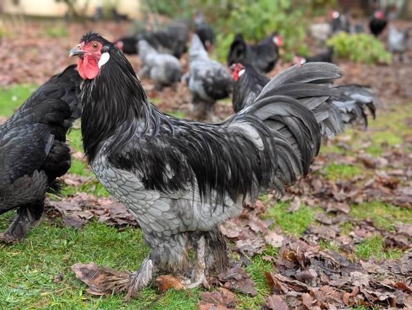 RARE Breda rooster 1