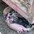 Small Feeder Pigs 2 thumbnail