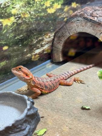 Red bearded dragon 1