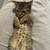 FREE KITTEN 1 thumbnail