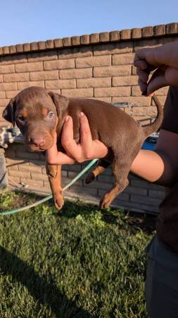 Cachorros EuropeanDoberman 400$$; (Schwenksville)