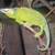 JACKSON CHAMELEON 19 thumbnail