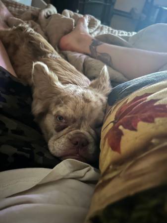 Bulldog Francés – Patrón de Harley Quinn – Reubicación (Stanwood)63851204827907120