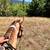 4 year old WSR gelding 4 thumbnail
