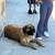 South African BoerBoel (Corona) 1 thumbnail