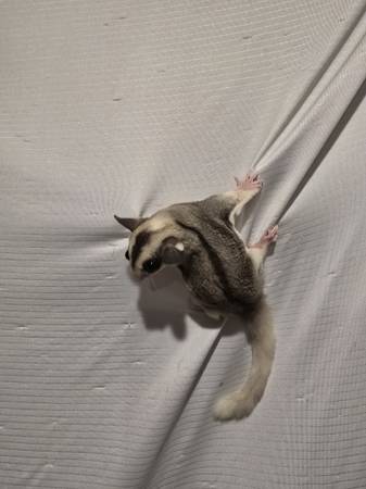 Sugar gliders 1