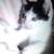 Kitten male 1 thumbnail