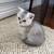 scottish straight kitten 2 thumbnail
