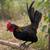 Chicken 1 thumbnail