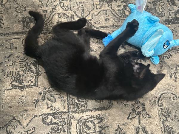 Rehoming Cats/Kittens (will travel!)63970213620739120