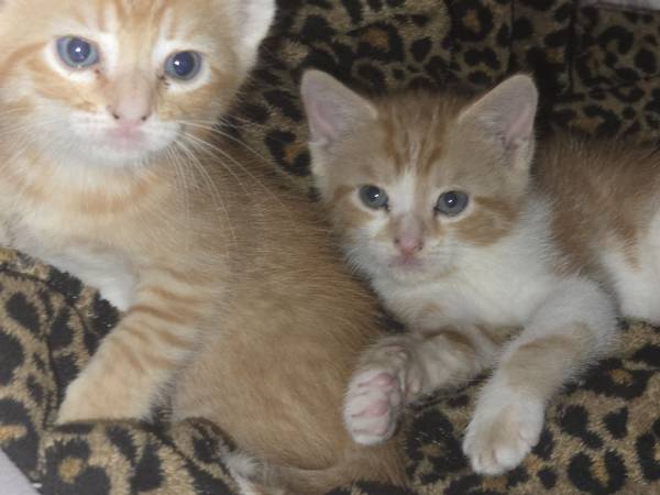 Buscando un hogar amoroso para estos gatitos (Alvin)