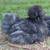 Silkie Chicks 19 thumbnail