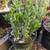 1 gallon Succulent - Senecio anteuphorbium (Swizzle Sticks) 5 for $20 4 thumbnail
