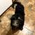 Goldendoodle puppies 1 thumbnail