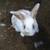 Mini Lop Kits Available ~ Wish to Sell Baby Bunnys? 10 thumbnail
