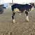 Mini Zebu Cows 3 thumbnail
