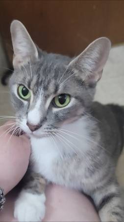 Young Cat 1
