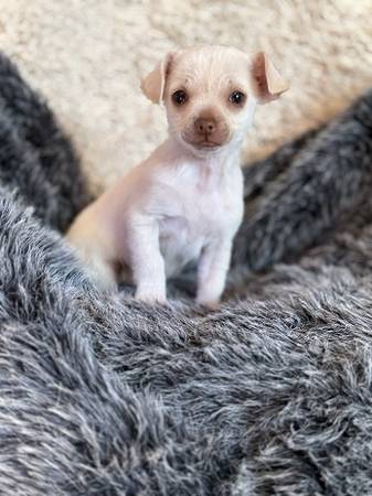 Rehoming chihuahua63443593100801122