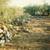 40 acres located inside Tohono O'odham Indian Reservation 17 thumbnail